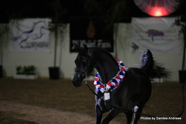 2010 Arabian Breeders World Cup