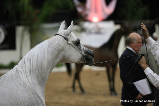 2010 Arabian Breeders World Cup