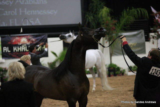 2010 Arabian Breeders World Cup