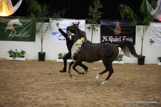 2010 Arabian Breeders World Cup