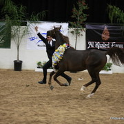 2010 Arabian Breeders World Cup