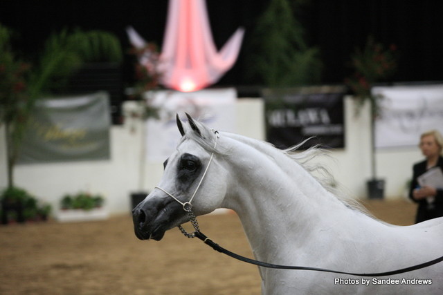 2010 Arabian Breeders World Cup