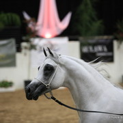 2010 Arabian Breeders World Cup