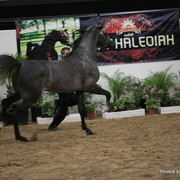 2010 Arabian Breeders World Cup