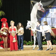 2010 Arabian Breeders World Cup