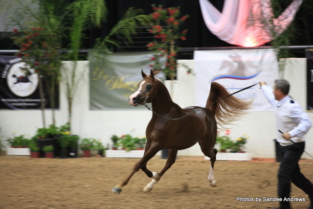 2010 Arabian Breeders World Cup