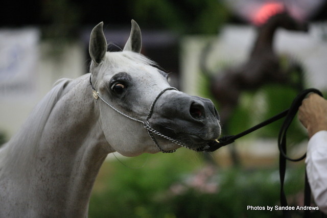 2010 Arabian Breeders World Cup