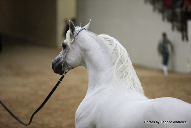 2010 Arabian Breeders World Cup