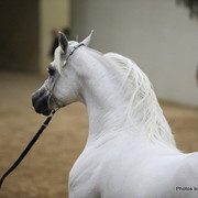 2010 Arabian Breeders World Cup
