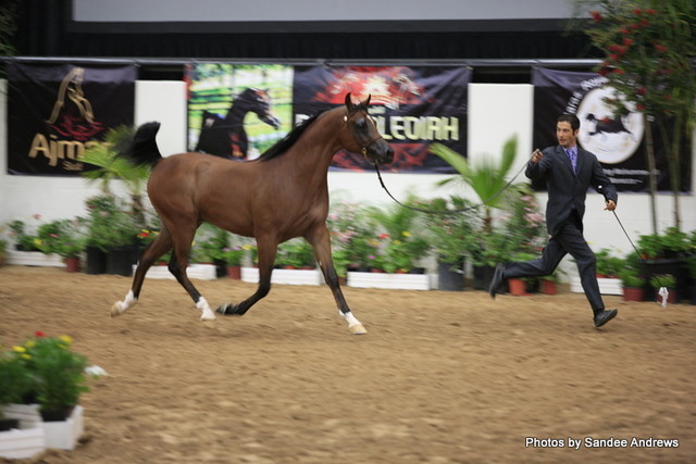 2010 Arabian Breeders World Cup