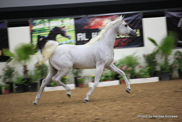 2010 Arabian Breeders World Cup