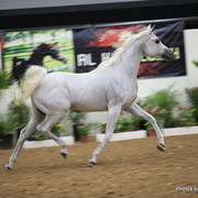 2010 Arabian Breeders World Cup