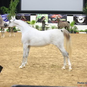 2010 Arabian Breeders World Cup