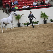 2010 Arabian Breeders World Cup