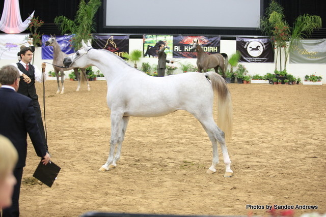 2010 Arabian Breeders World Cup