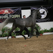 2010 Arabian Breeders World Cup