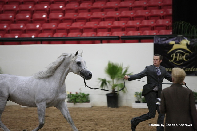 2010 Arabian Breeders World Cup