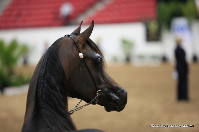 2010 Arabian Breeders World Cup