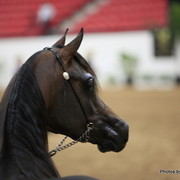 2010 Arabian Breeders World Cup