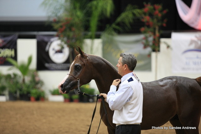 2010 Arabian Breeders World Cup