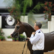 2010 Arabian Breeders World Cup