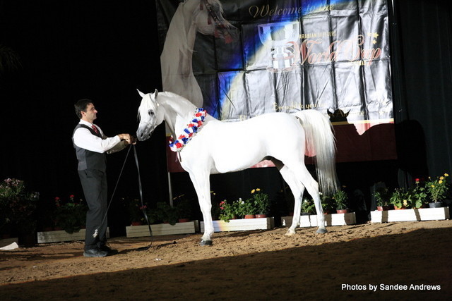 2010 Arabian Breeders World Cup