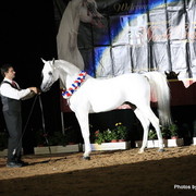 2010 Arabian Breeders World Cup