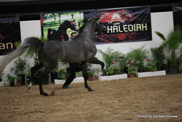 2010 Arabian Breeders World Cup