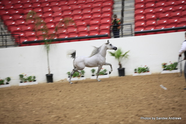 2010 Arabian Breeders World Cup