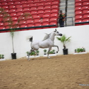 2010 Arabian Breeders World Cup
