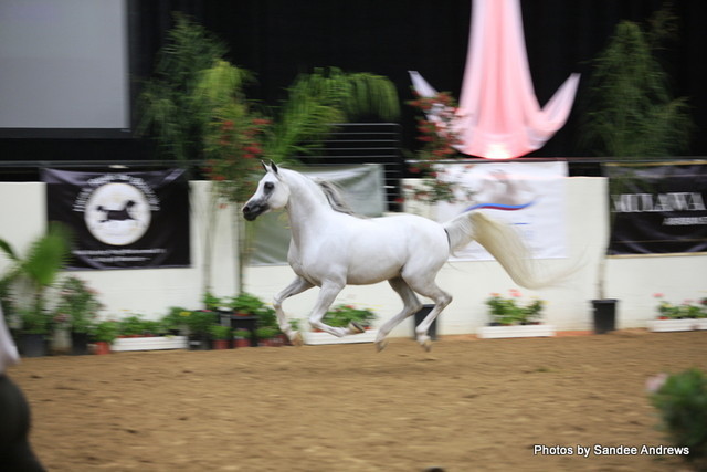 2010 Arabian Breeders World Cup