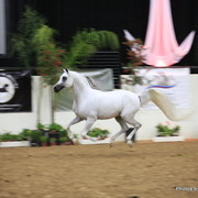 2010 Arabian Breeders World Cup