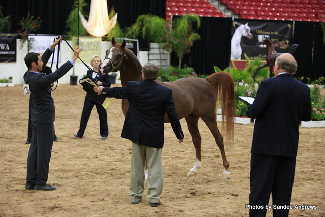 2010 Arabian Breeders World Cup