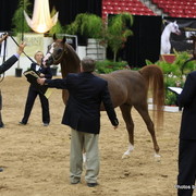 2010 Arabian Breeders World Cup