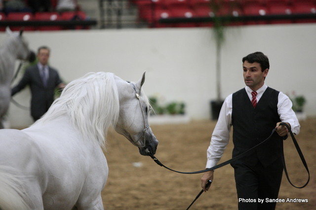 2010 Arabian Breeders World Cup
