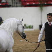 2010 Arabian Breeders World Cup