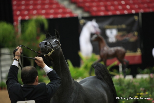 2010 Arabian Breeders World Cup