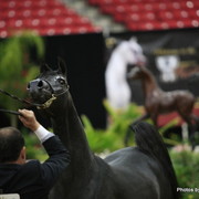 2010 Arabian Breeders World Cup