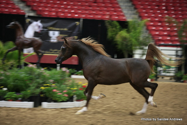 2010 Arabian Breeders World Cup