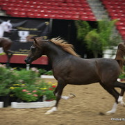 2010 Arabian Breeders World Cup