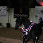 2010 Arabian Breeders World Cup