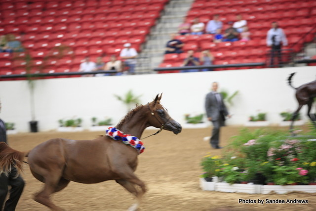 2010 Arabian Breeders World Cup