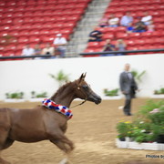 2010 Arabian Breeders World Cup