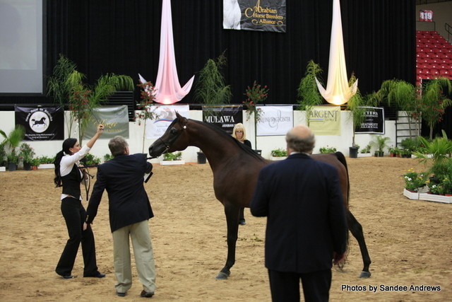 2010 Arabian Breeders World Cup