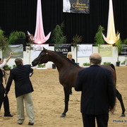 2010 Arabian Breeders World Cup