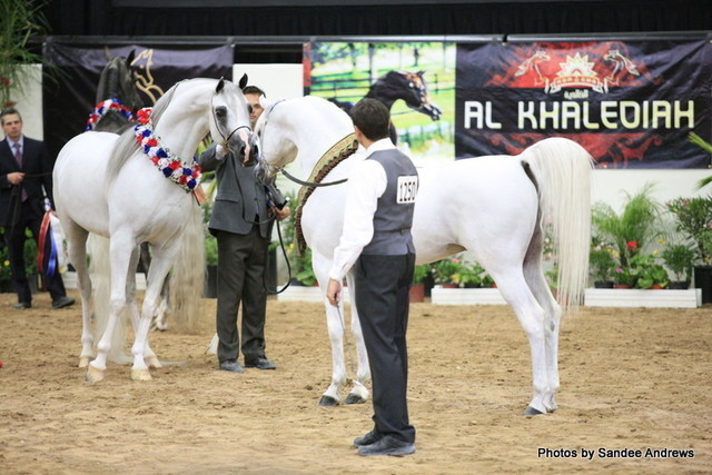 2010 Arabian Breeders World Cup