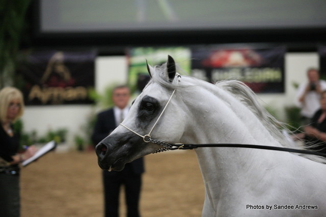 2010 Arabian Breeders World Cup