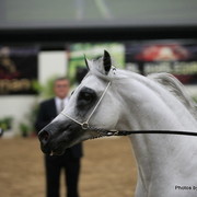 2010 Arabian Breeders World Cup