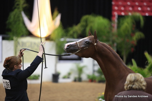 2010 Arabian Breeders World Cup