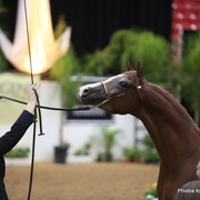 2010 Arabian Breeders World Cup